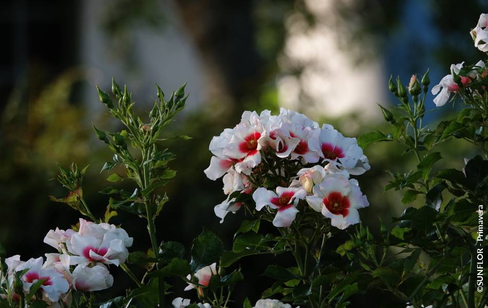 ©SUNFLOR - Primavera